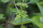 Canadian clearweed